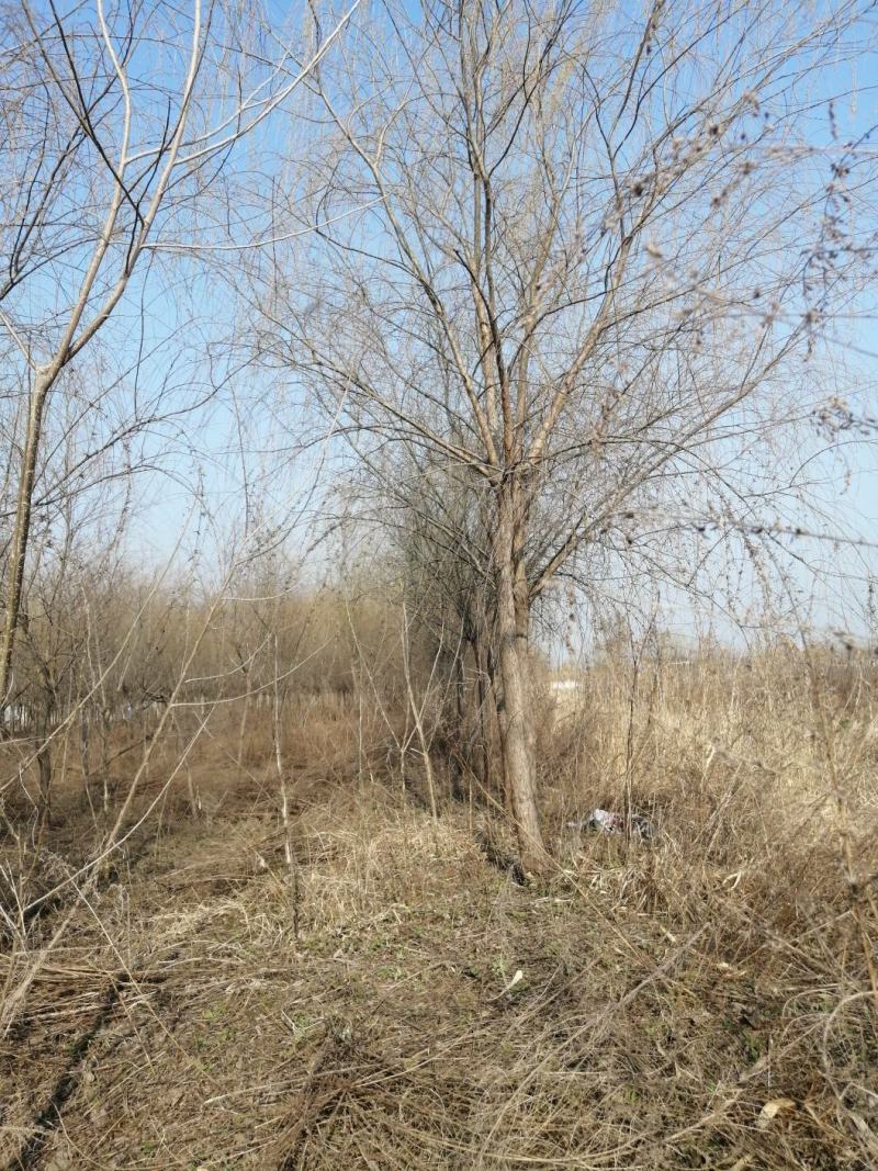 垂柳8-18公分规格大量供应，苗圃直销