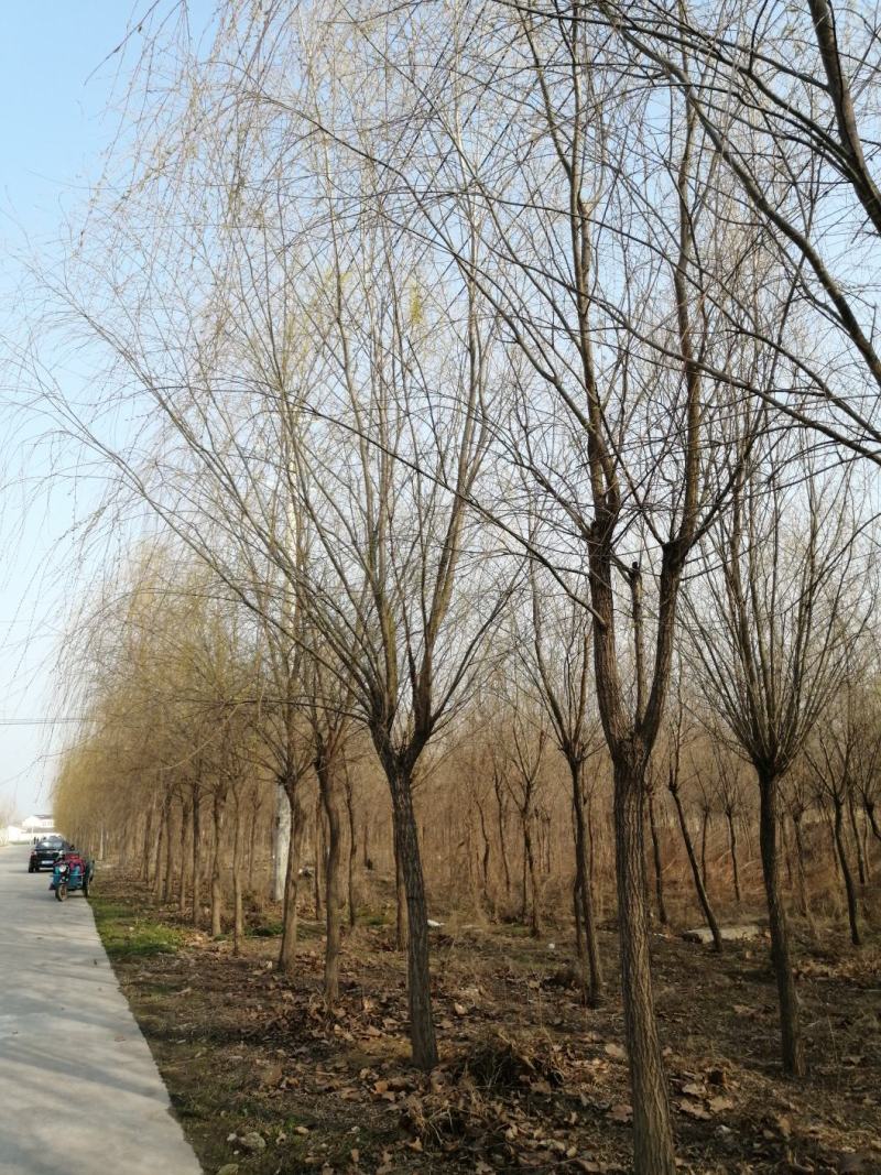垂柳8-18公分规格大量供应，苗圃直销