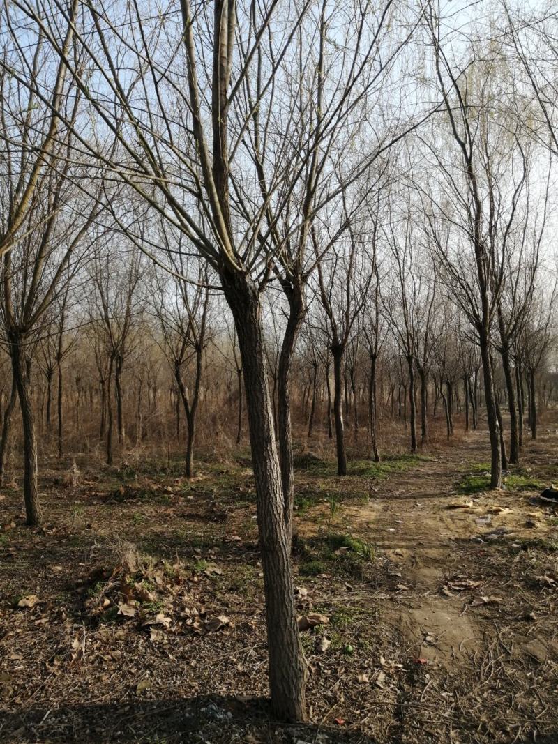 垂柳8-18公分规格大量供应，苗圃直销