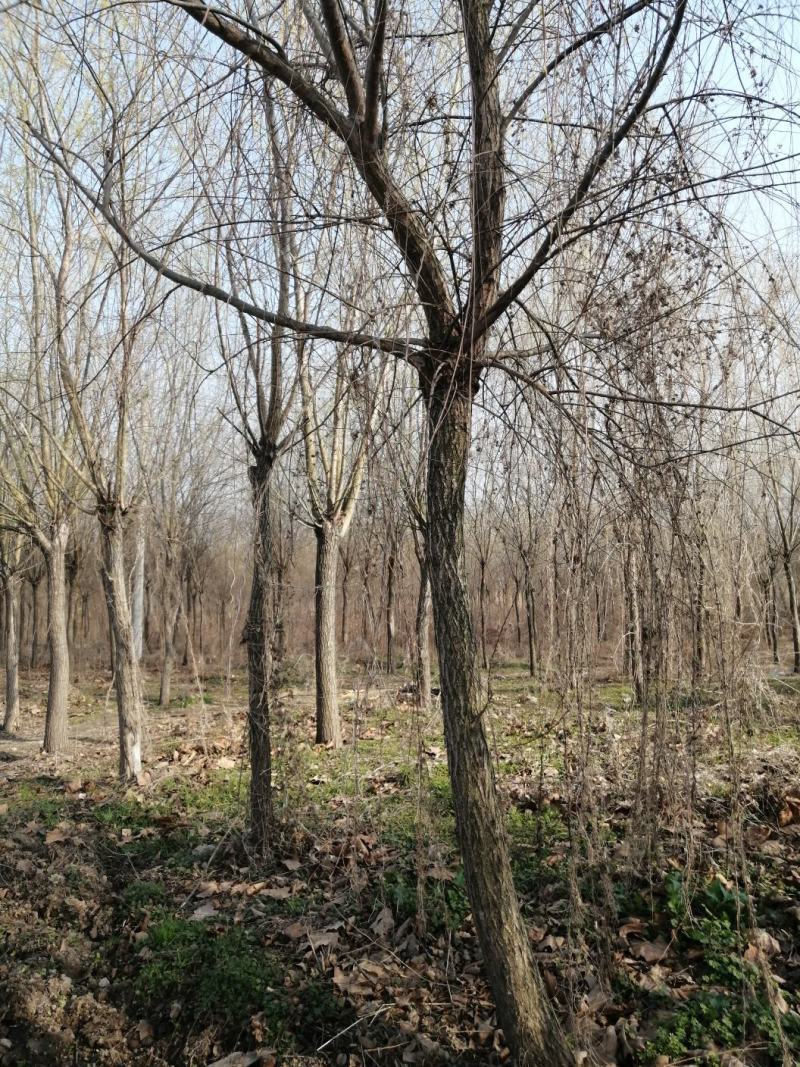 垂柳8-18公分规格大量供应，苗圃直销