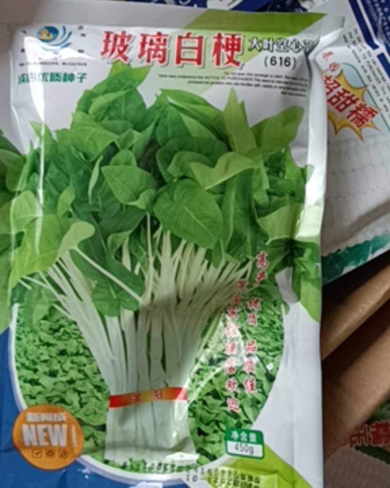 白梗大叶空心菜种子，玻璃白梗