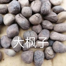 麻风子大风子大疯子大枫子仁米康茄尾加木野生
