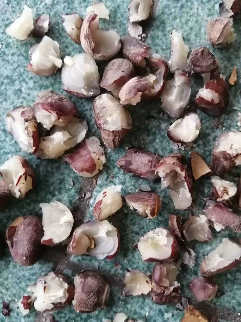 麻风子大风子大疯子大枫子仁米康茄尾加木野生