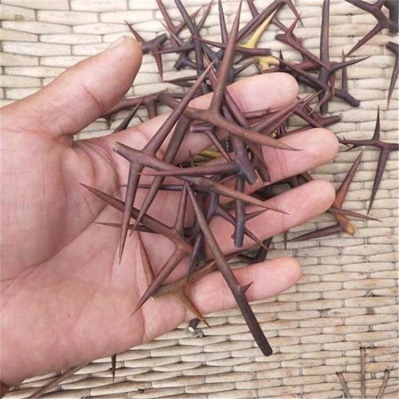 中药材皂刺纯刺野生皂角刺皂荚刺天丁皂刺新货10
