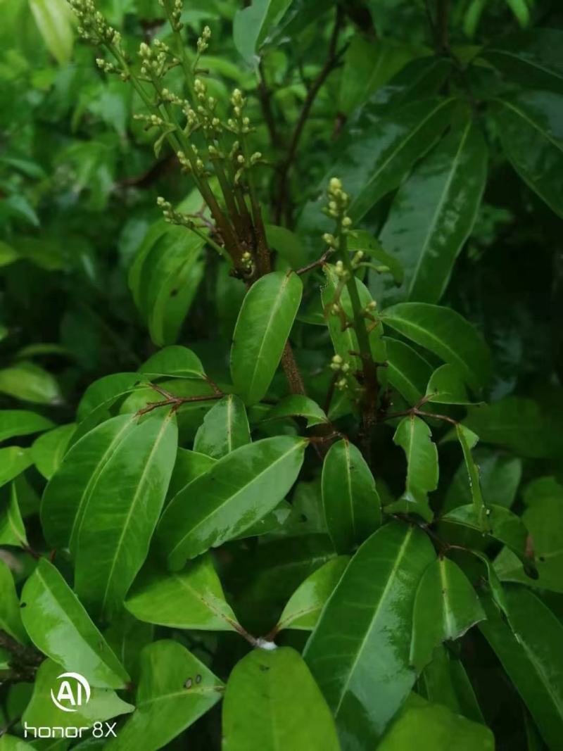 仙进奉荔枝苗冰荔荔枝苗挂绿荔枝苗增城挂绿荔枝苗