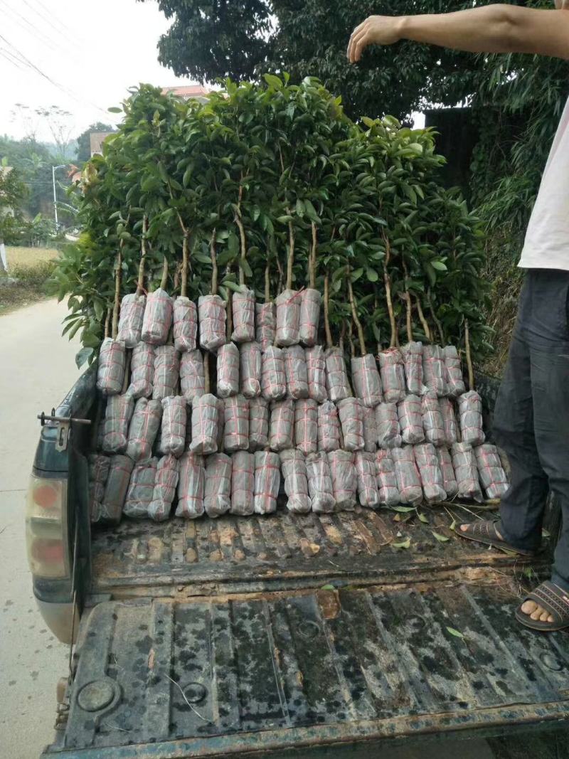 仙进奉荔枝苗冰荔荔枝苗挂绿荔枝苗增城挂绿荔枝苗