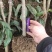 仙进奉荔枝苗冰荔荔枝苗挂绿荔枝苗增城挂绿荔枝苗