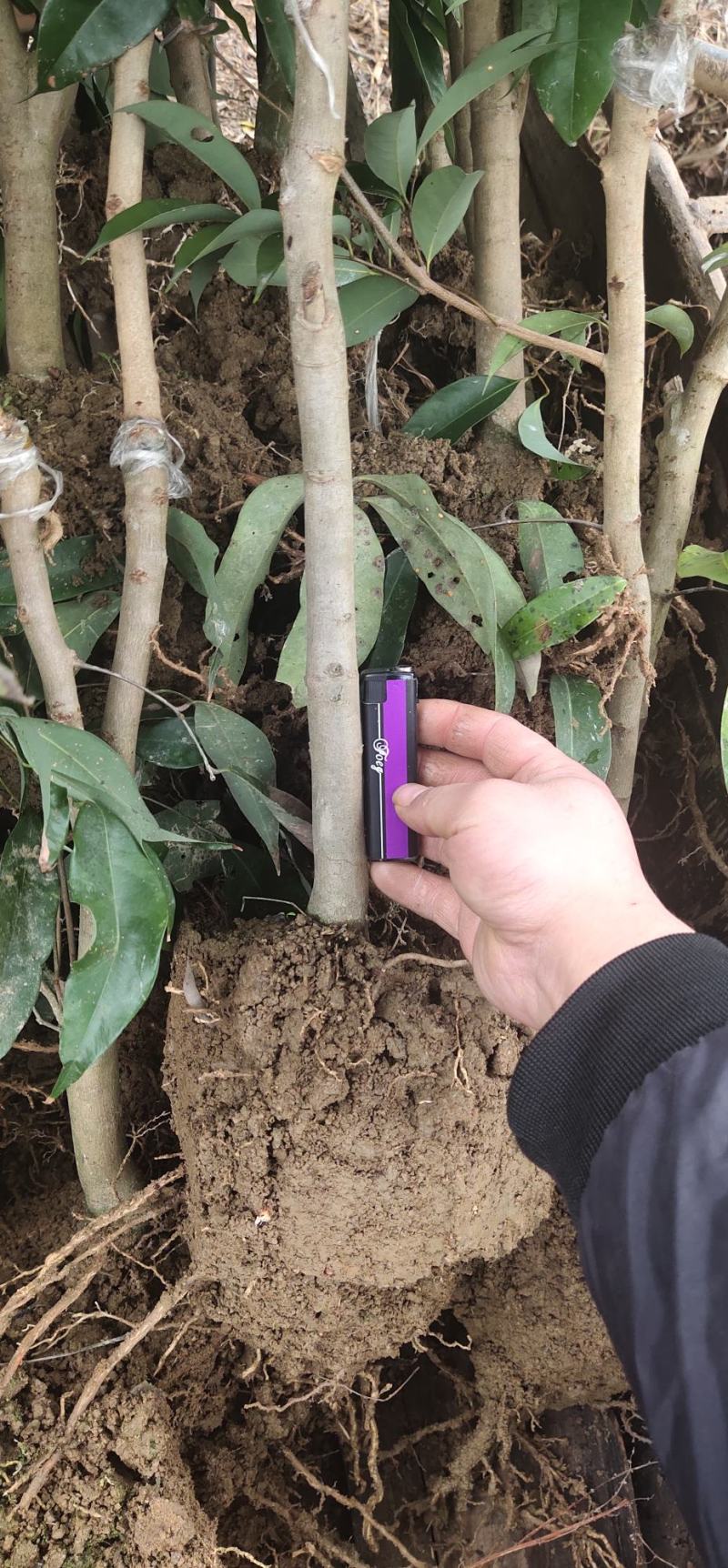 仙进奉荔枝苗冰荔荔枝苗挂绿荔枝苗增城挂绿荔枝苗