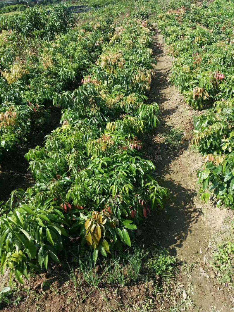 仙进奉荔枝苗冰荔荔枝苗挂绿荔枝苗增城挂绿荔枝苗