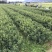 【新品】脆蜜金柑苗金桔苗皮脆甜少籽果园母本枝条精选培育