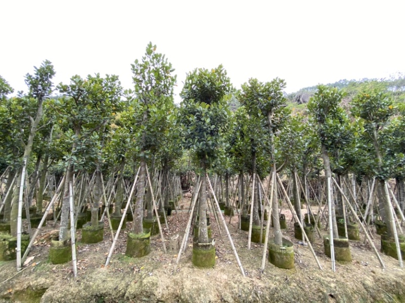 3-25公分树菠萝菠萝蜜菠萝树苗园林植物