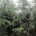 雪松白菜价啦！树型优美冠大枝密，周至本地生适应南北方地区