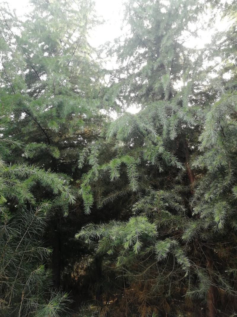 雪松白菜价啦！树型优美冠大枝密，周至本地生适应南北方地区