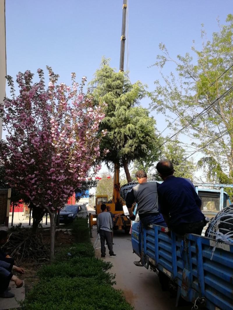 雪松白菜价啦！树型优美冠大枝密，周至本地生适应南北方地区
