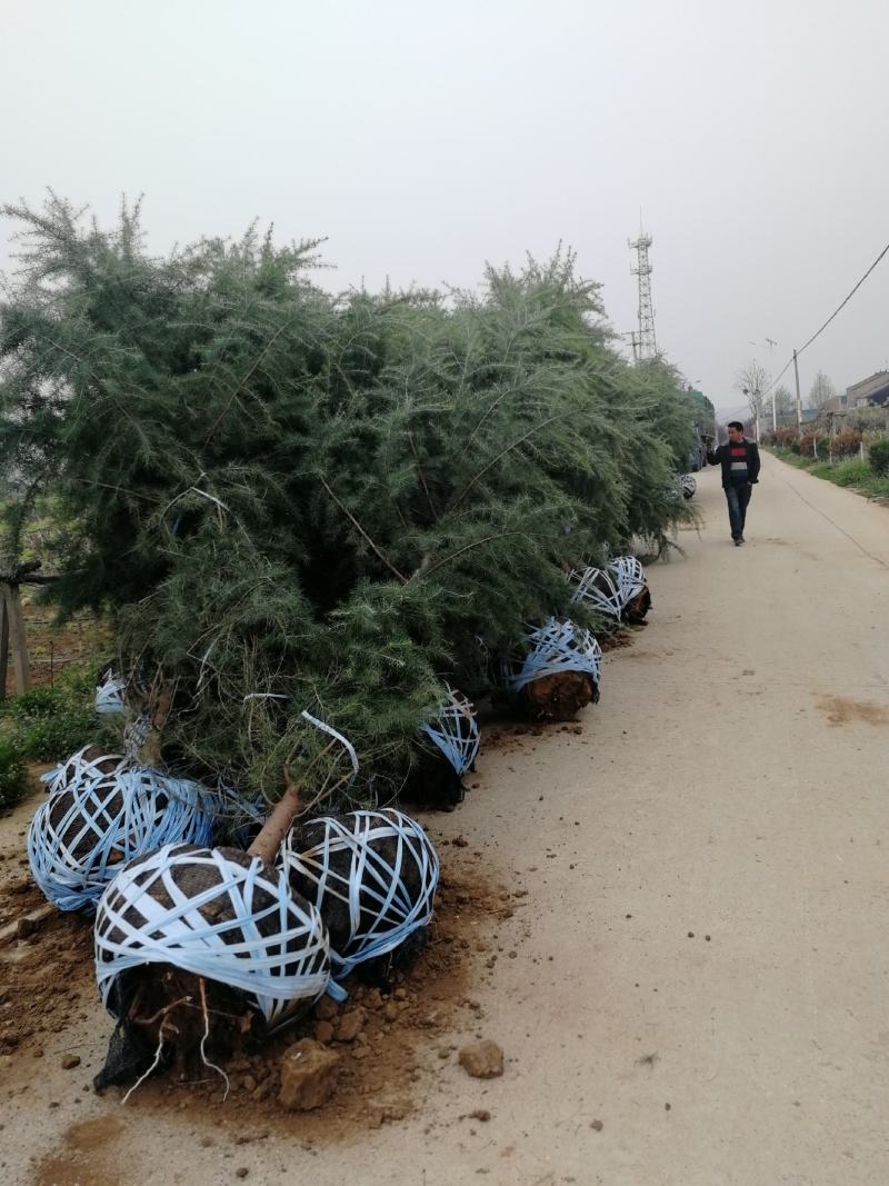 雪松白菜价啦！树型优美冠大枝密，周至本地生适应南北方地区