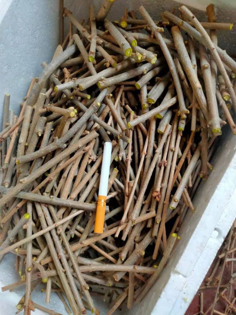 垂枝丁香接穗，
