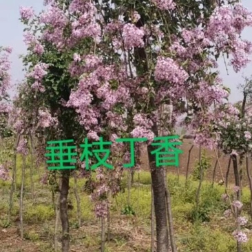 垂枝丁香接穗，
