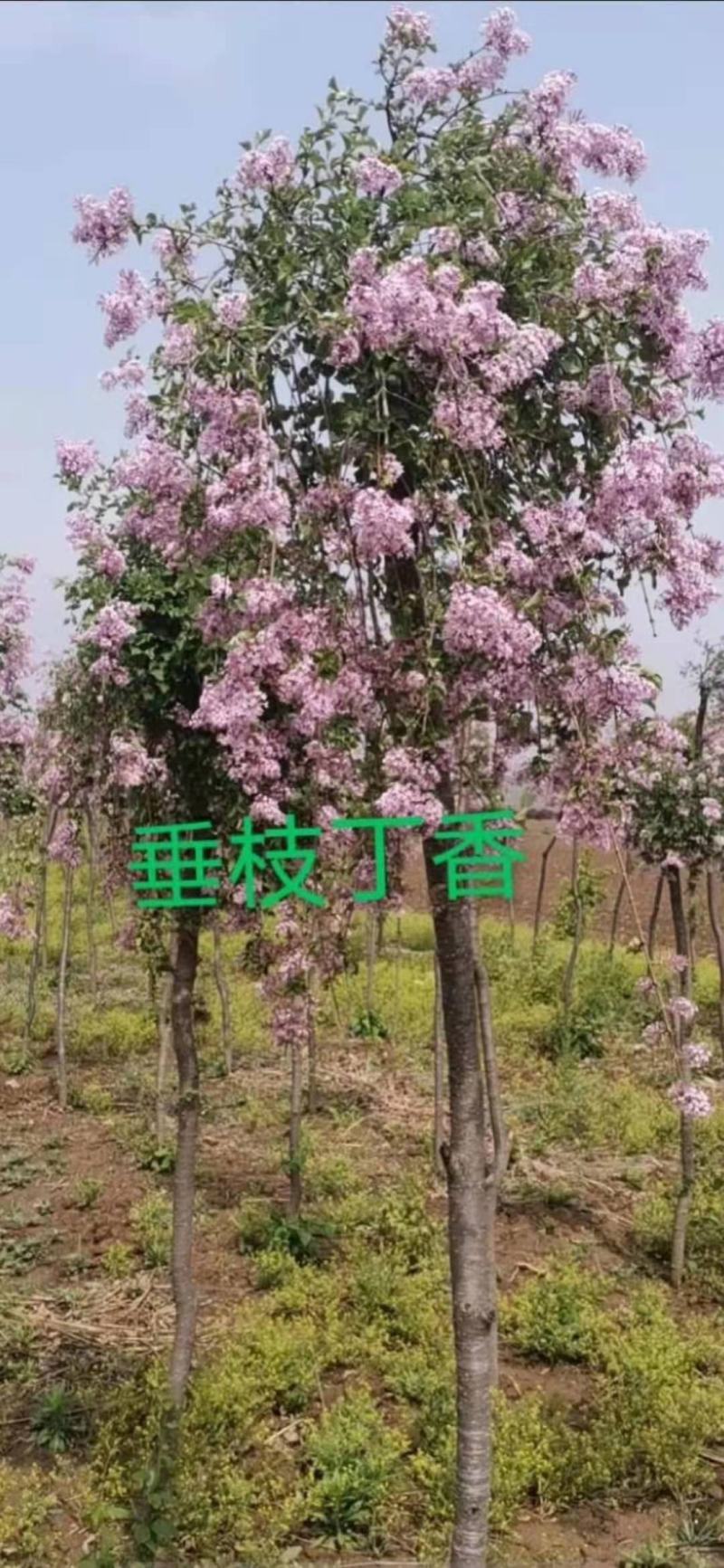 垂枝丁香接穗，
