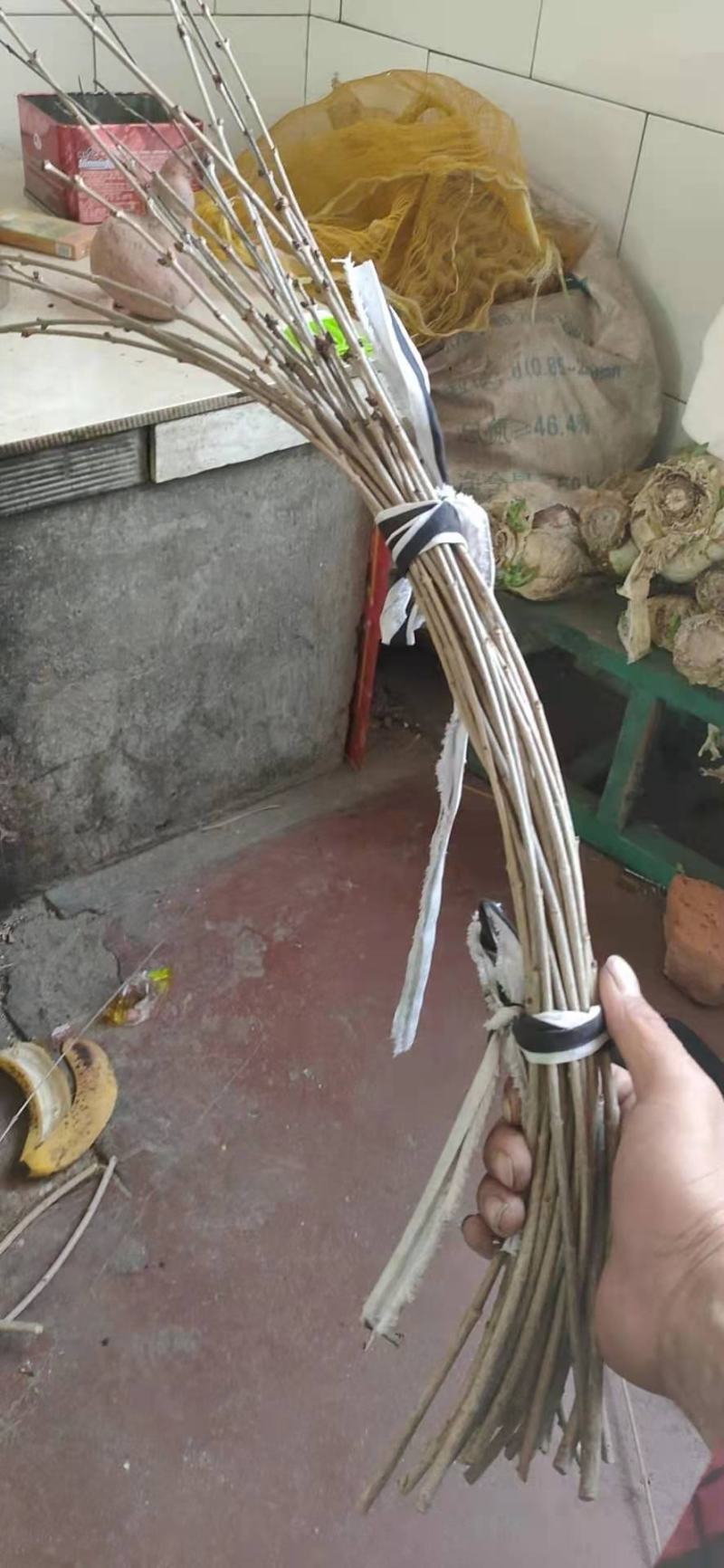 垂枝丁香接穗，