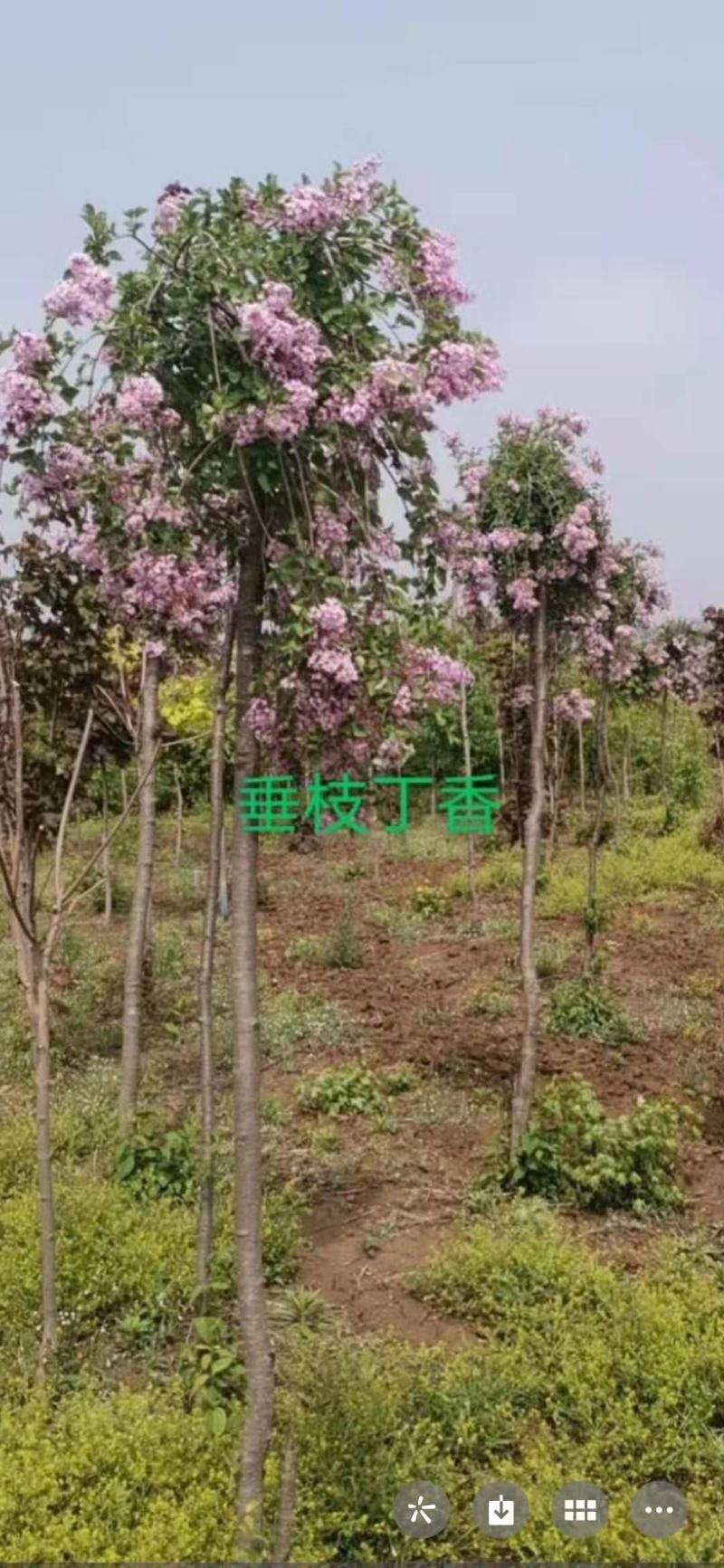 垂枝丁香接穗，