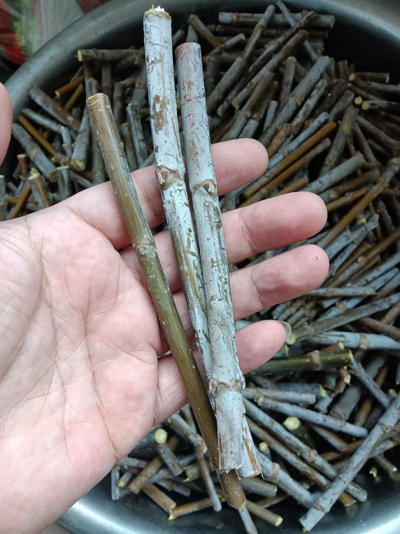出售金叶复叶槭接穗，金叶唐琪接穗，金叶垂榆接穗，金叶榆接