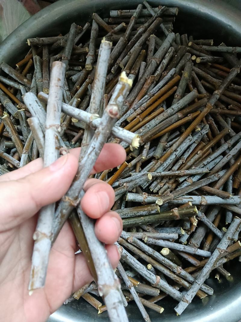 出售金叶复叶槭接穗，金叶唐琪接穗，金叶垂榆接穗，金叶榆接