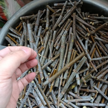 出售金叶复叶槭接穗，金叶唐琪接穗，金叶垂榆接穗，金叶榆接