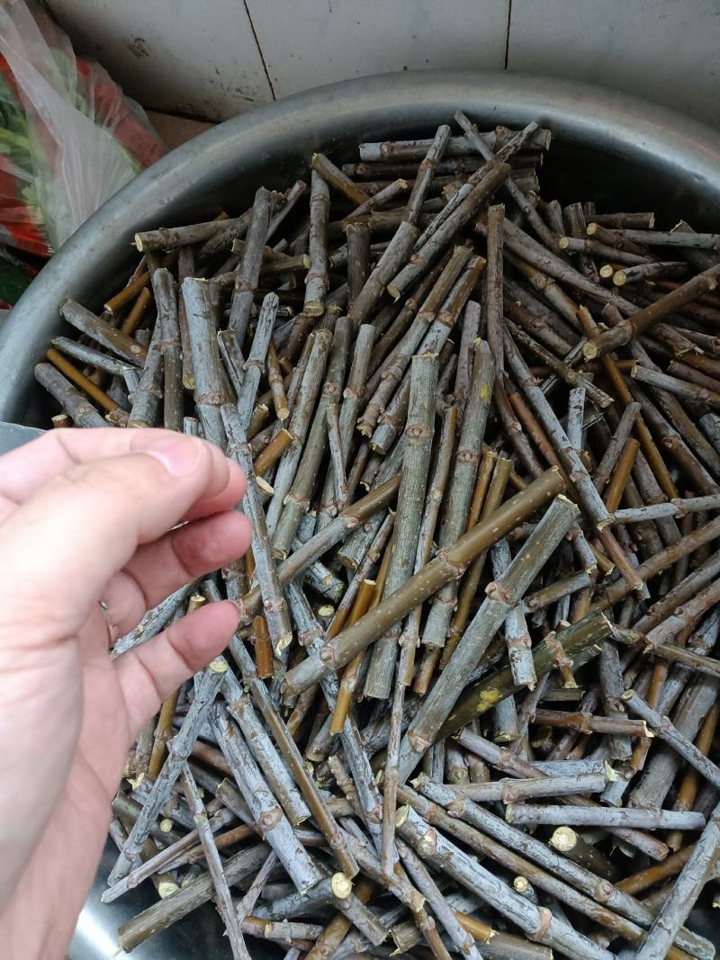 出售金叶复叶槭接穗，金叶唐琪接穗，金叶垂榆接穗，金叶榆接