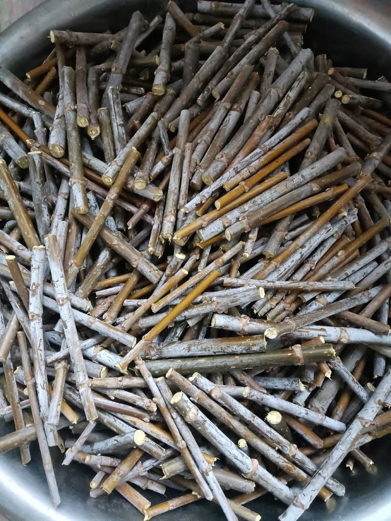 出售金叶复叶槭接穗，金叶唐琪接穗，金叶垂榆接穗，金叶榆接