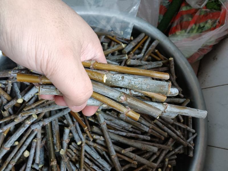 出售金叶复叶槭接穗，金叶唐琪接穗，金叶垂榆接穗，金叶榆接