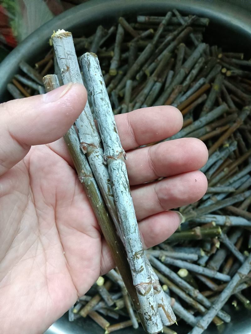 出售金叶复叶槭接穗，金叶唐琪接穗，金叶垂榆接穗，金叶榆接