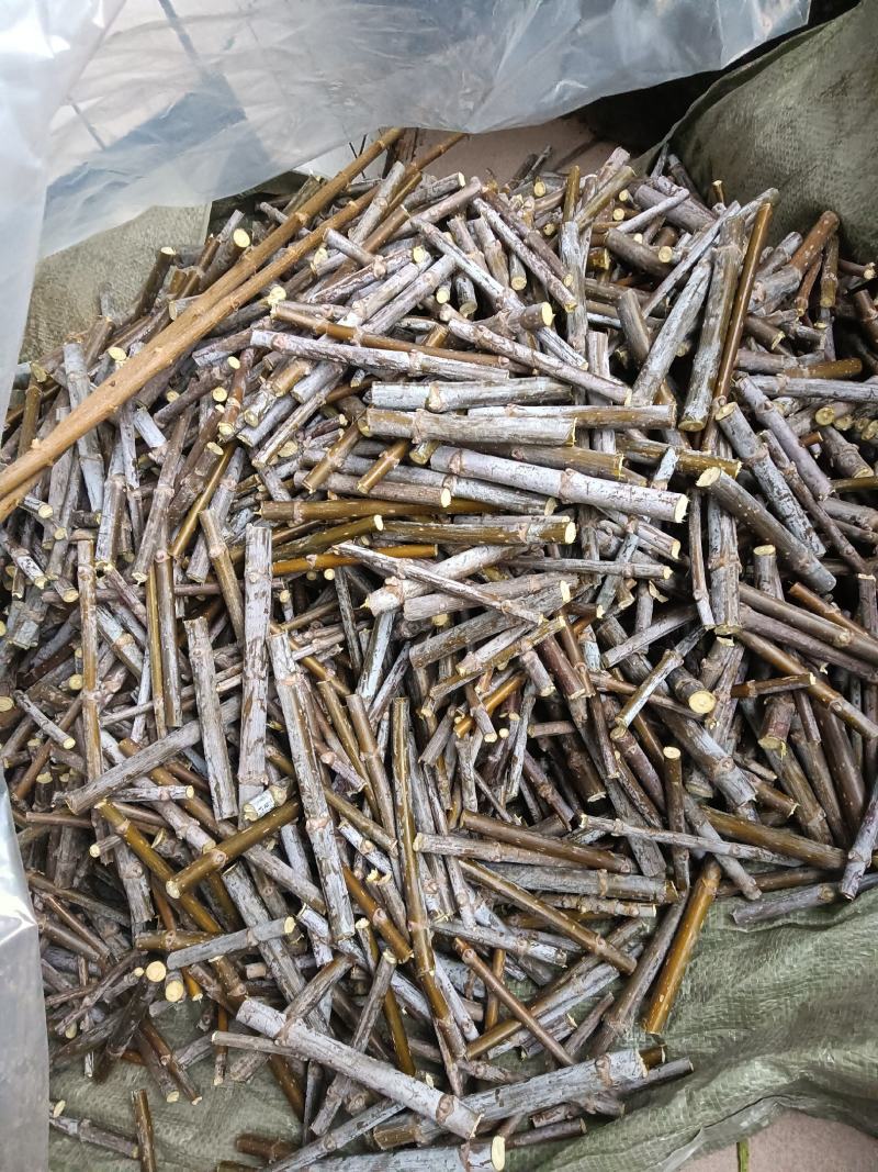 出售金叶复叶槭接穗，金叶唐琪接穗，金叶垂榆接穗，金叶榆接