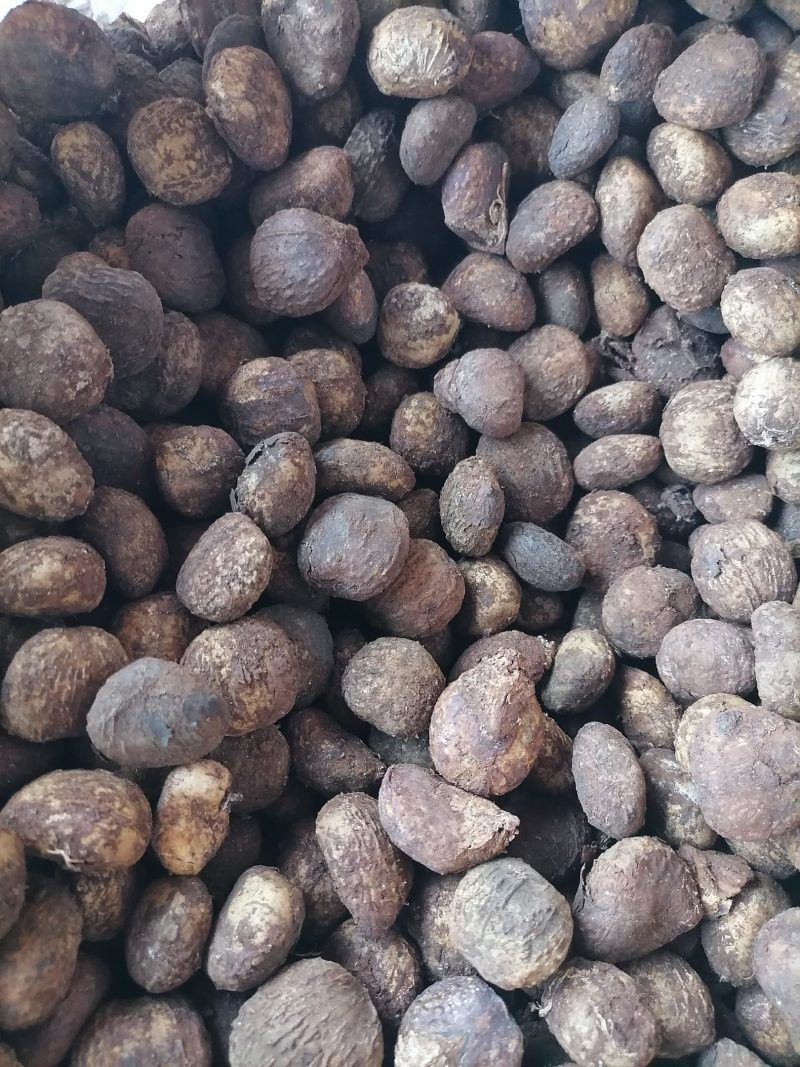 二年优质油桐苗，种植简单，成活率高，收入好，好大量种植，