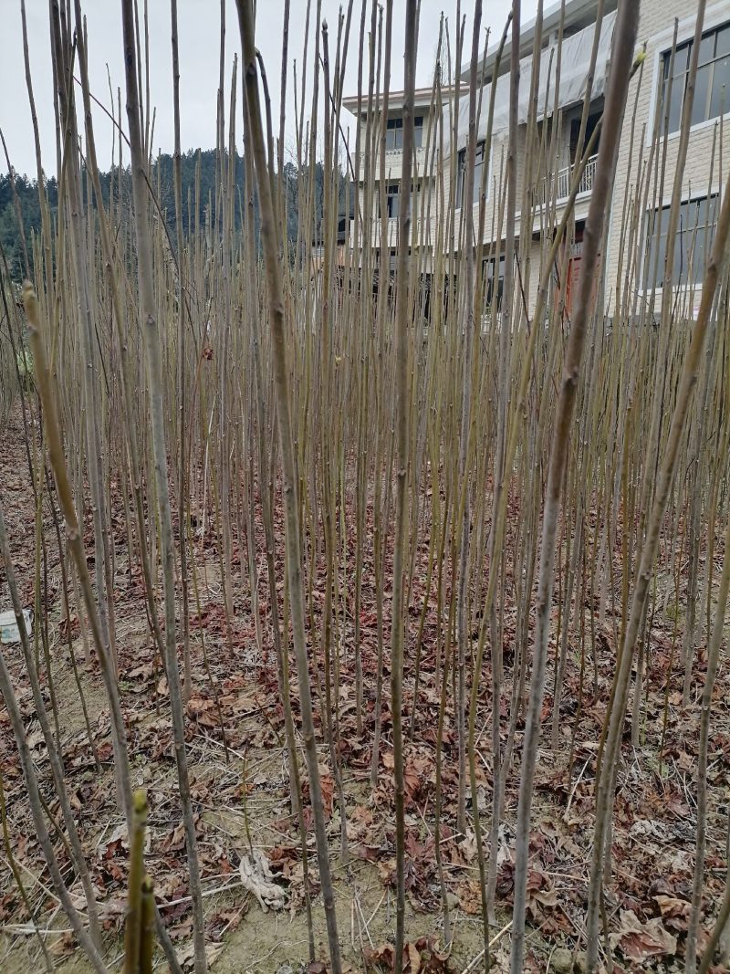 二年优质油桐苗，种植简单，成活率高，收入好，好大量种植，