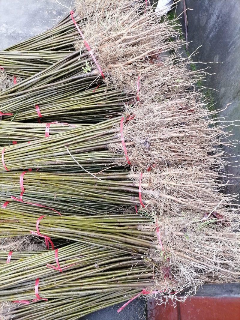 二年优质油桐苗，种植简单，成活率高，收入好，好大量种植，
