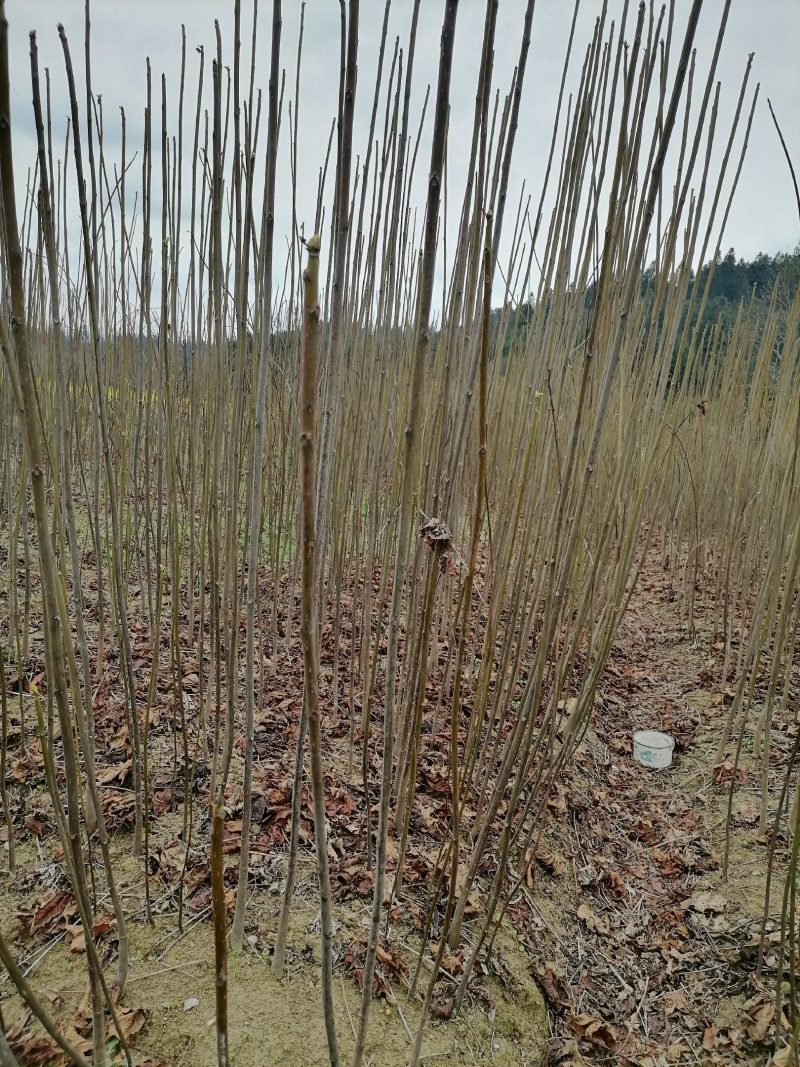 二年优质油桐苗，种植简单，成活率高，收入好，好大量种植，
