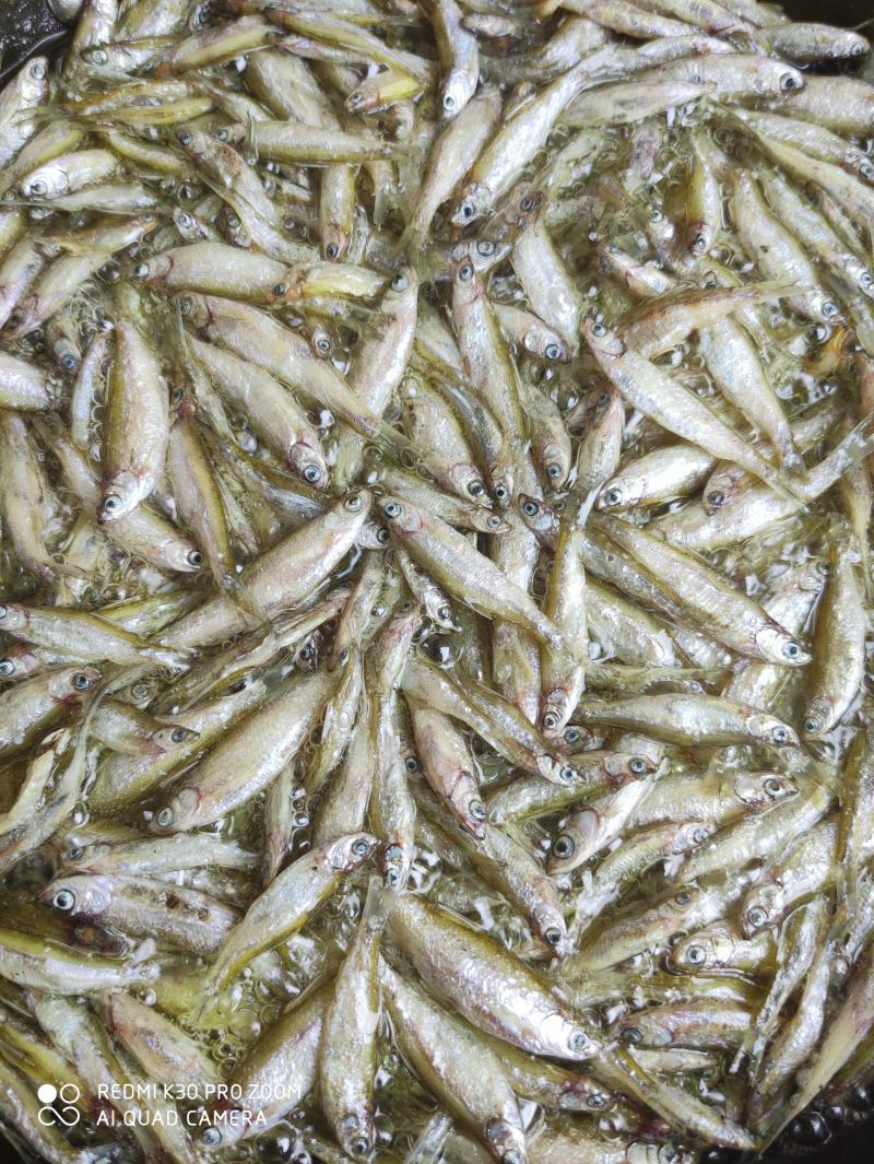油炸小鱼干/小河鱼/油炸小河鱼/淡水鱼/无盐/油炸小白肖