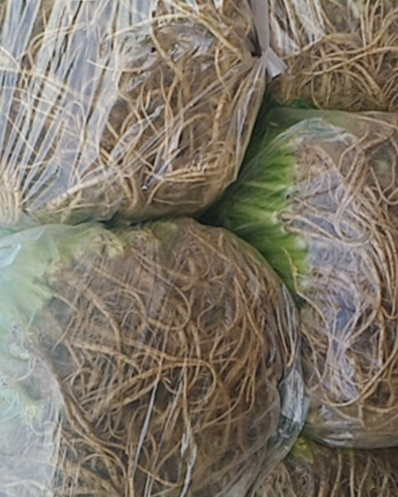 精品香芹，产地一手货源充足，欢迎咨询来电