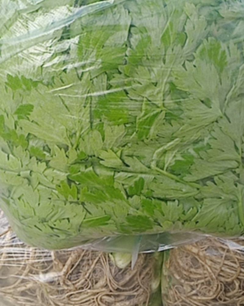 精品香芹，产地一手货源充足，欢迎咨询来电