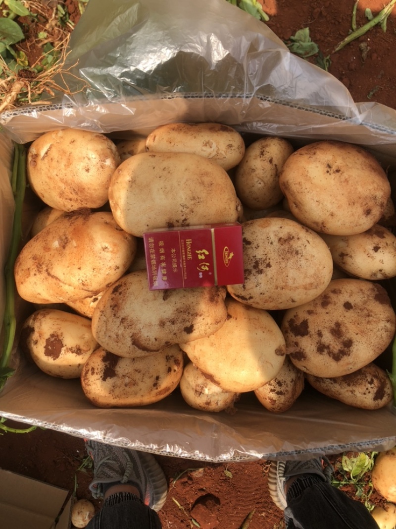 云南开远中和营红土丽薯六号4两起每天出货100吨