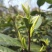 苏州碧螺春2021新茶特级浓香型明前春茶高等级散装茶