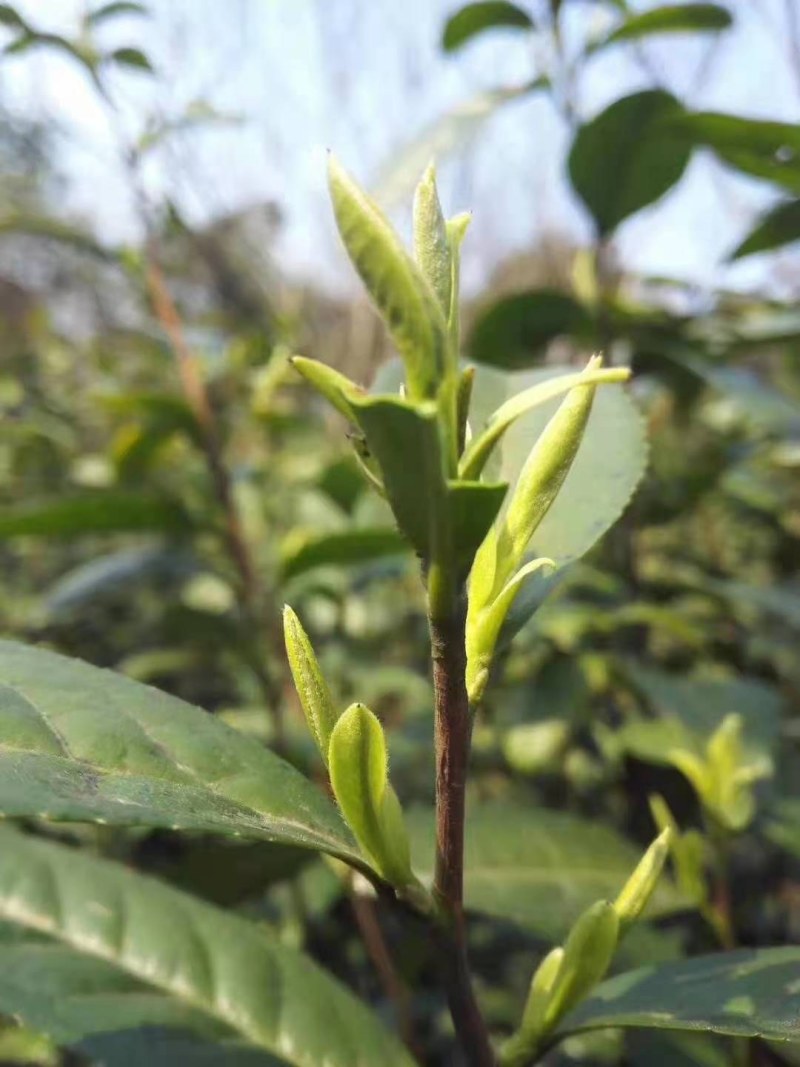 苏州碧螺春2021新茶特级浓香型明前春茶高等级散装茶