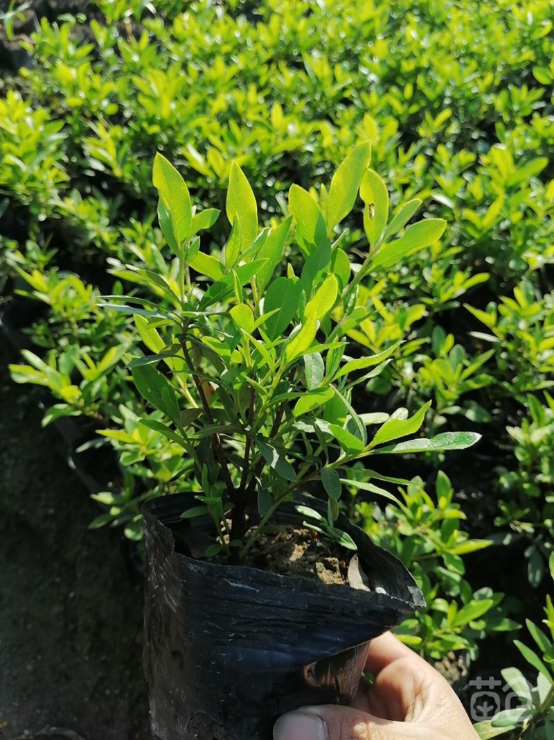 大量现货3斤袋，7斤袋毛杜鹃出售，货源充足，价格美丽