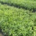大量现货3斤袋，7斤袋毛杜鹃出售，货源充足，价格美丽