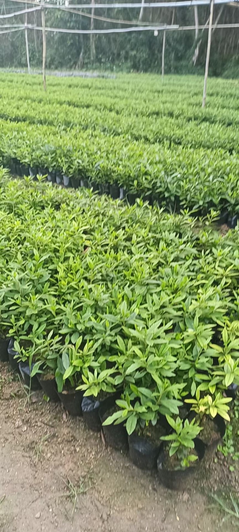 大量现货3斤袋，7斤袋毛杜鹃出售，货源充足，价格美丽