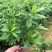 大量现货3斤袋，7斤袋毛杜鹃出售，货源充足，价格美丽