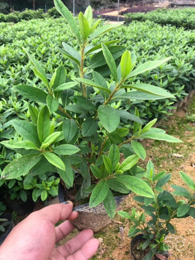 大量现货3斤袋，7斤袋毛杜鹃出售，货源充足，价格美丽
