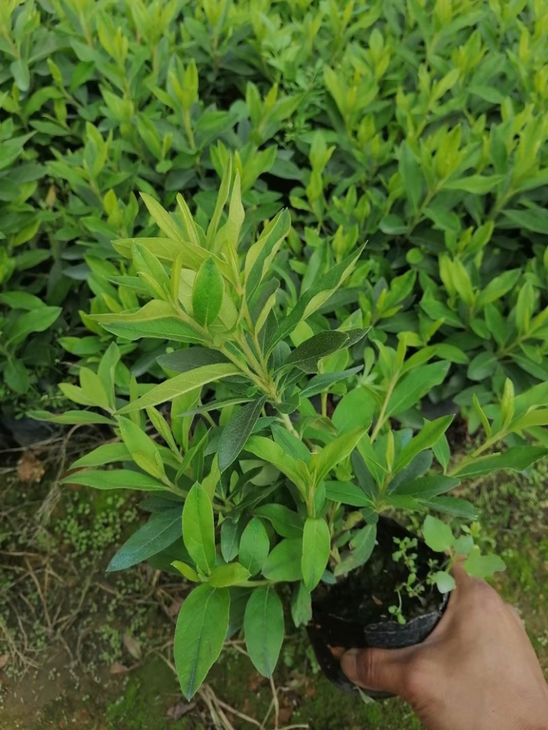 大量现货3斤袋，7斤袋毛杜鹃出售，货源充足，价格美丽