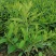大量现货3斤袋，7斤袋毛杜鹃出售，货源充足，价格美丽