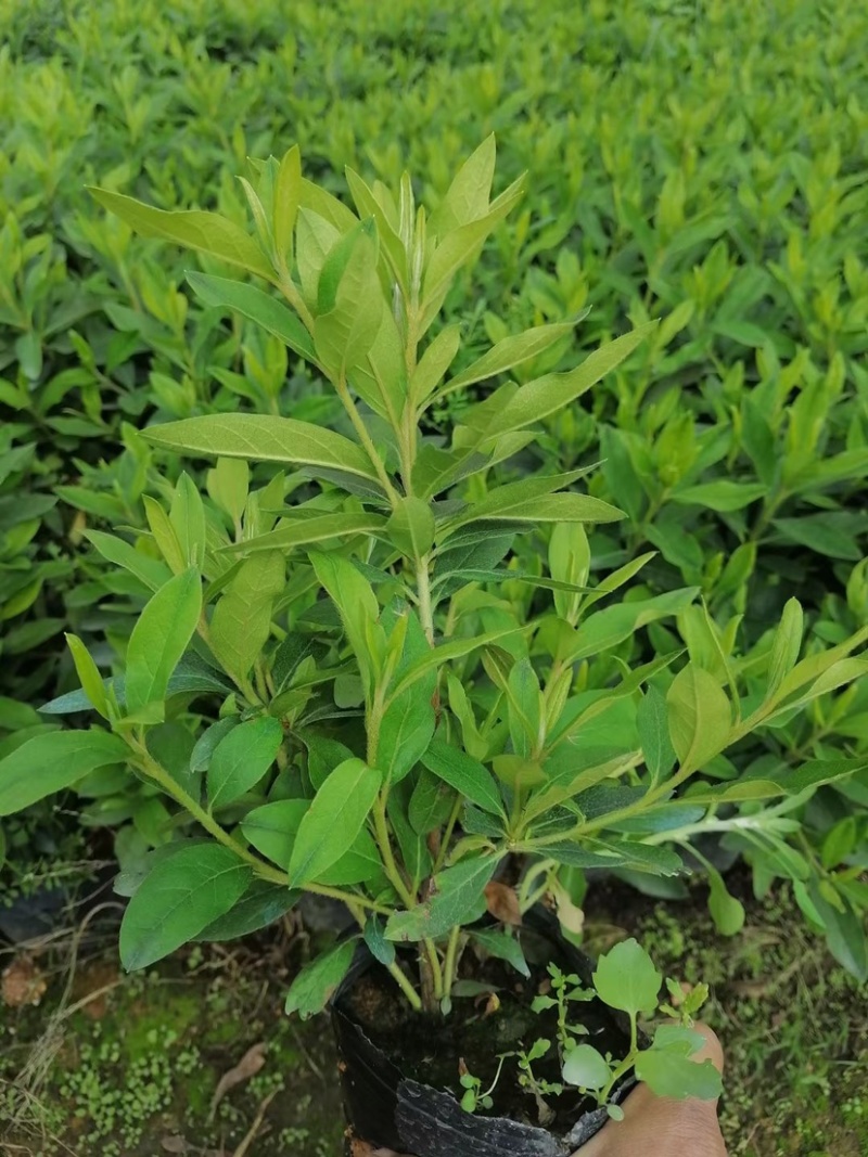 大量现货3斤袋，7斤袋毛杜鹃出售，货源充足，价格美丽